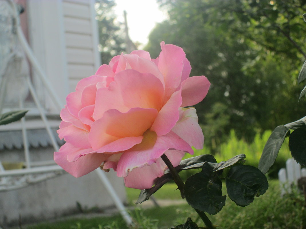 роза с клумбы тёти - alisia-chan 