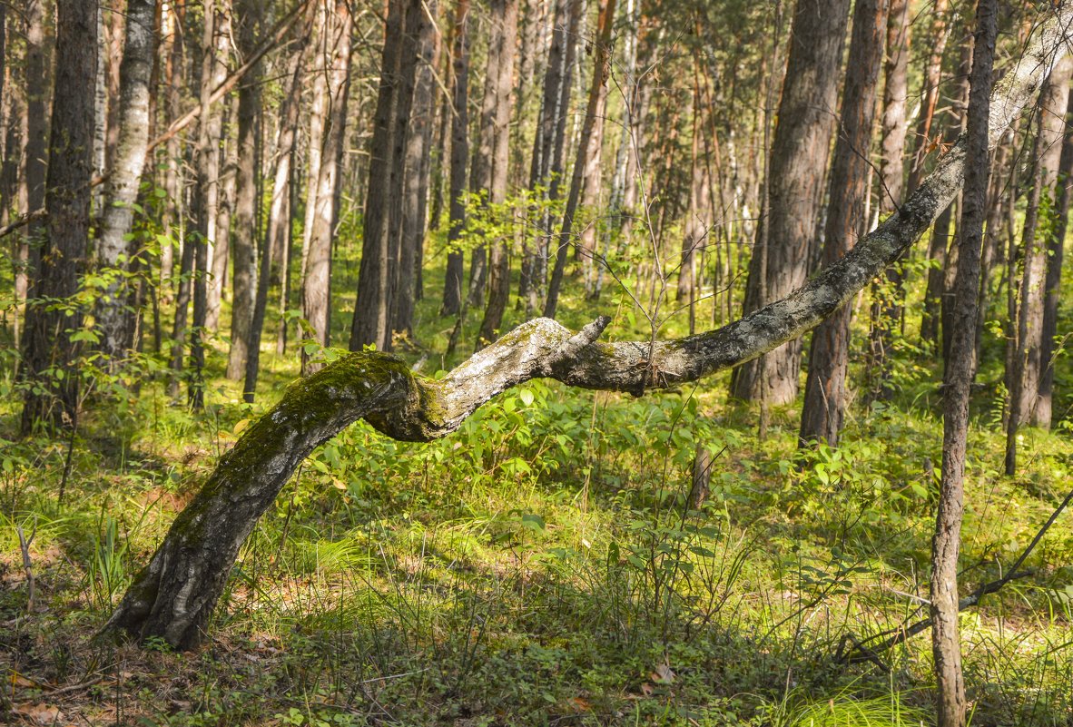 Зигзаги лесной жизни - юрий Амосов