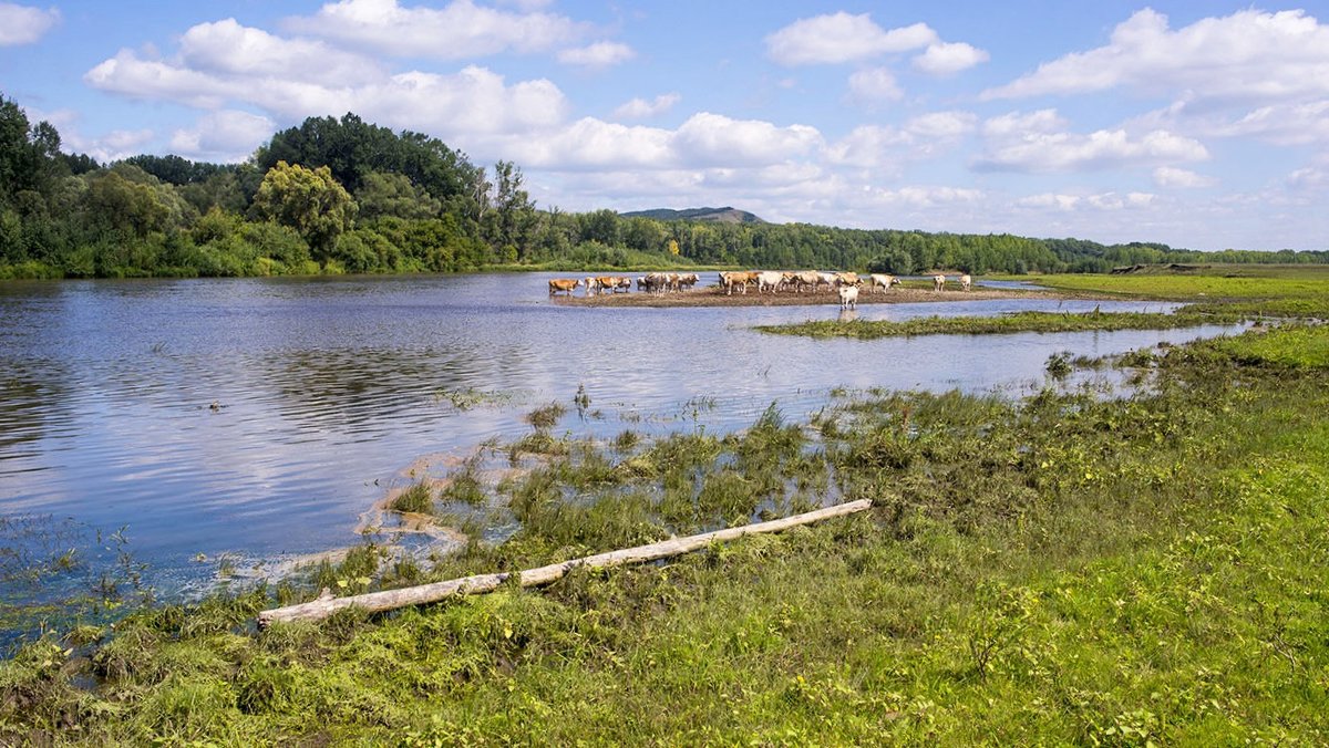 Водопой - Любовь Потеряхина