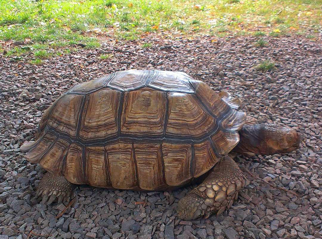 Большая черепаха - Анна :)