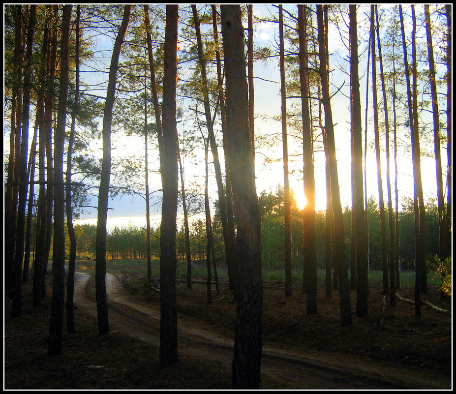 Солнце спряталось в лесу. - Валентина ツ ღ✿ღ