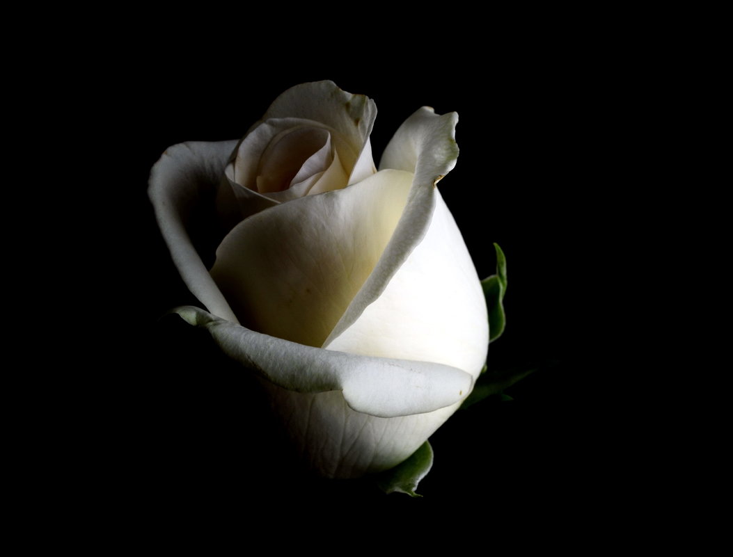 Белая роза - Ольга Голубева