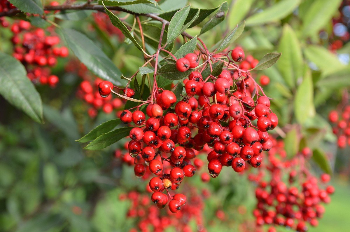 05.01.13 Гетеромелес древолистный или Тойон (лат. Heteromeles arbutifolia) - Борис Ржевский