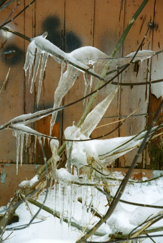 Ледяные птицы - Вера Хомичевская 