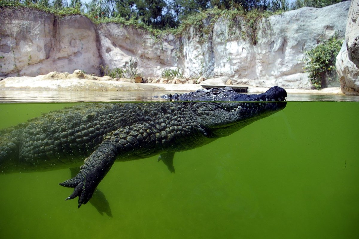 Спкойный крокодил - Светлана marokkanka