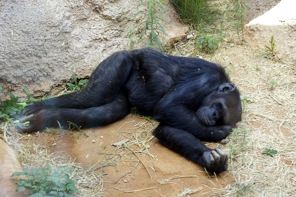 Я спящий обезьян - Светлана marokkanka