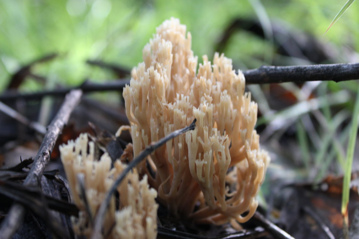 Коралл жёлтый (Ramaria flava) - Марина Мишутина