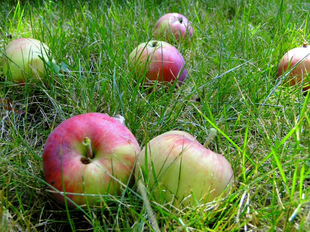 Яблоки на траве - Елена Шемякина