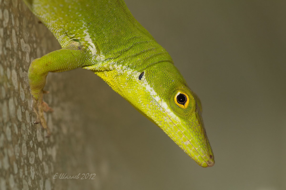 Анолис белогубый - Anolis coelestinus - Евгений 