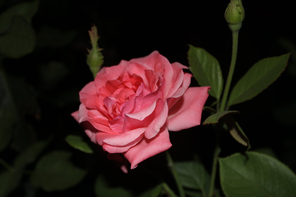 ночная роза - ТАТЬЯНА 