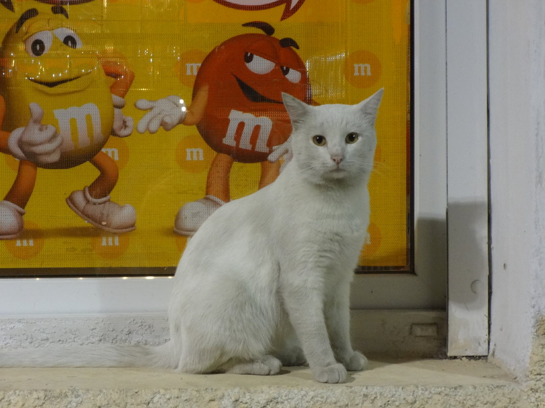 Белый кот - Андрeй Владимир-Молодой