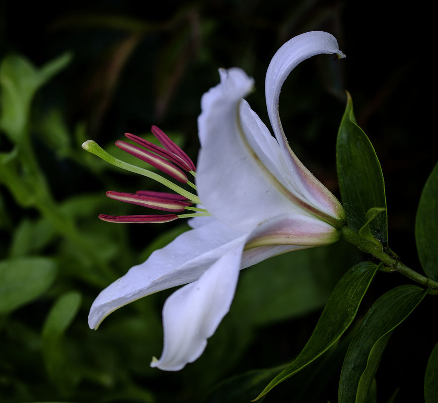 белая лилия - ник. петрович земцов