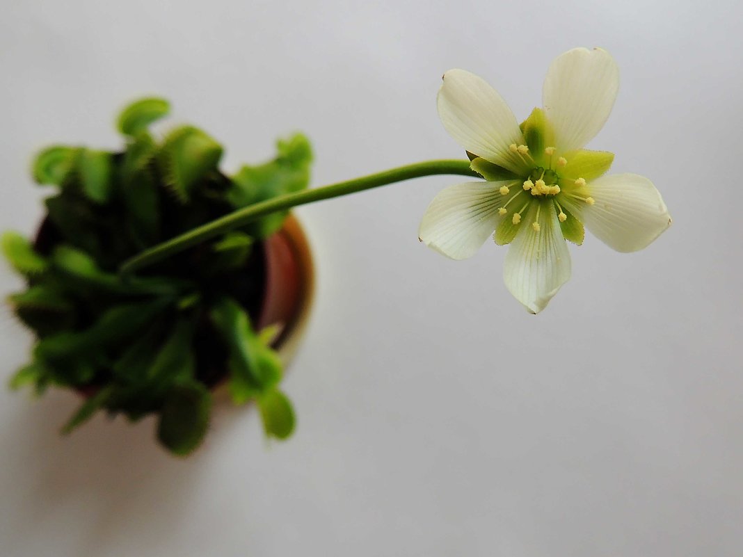 Dionaea muscipula - Алексей Гладышев