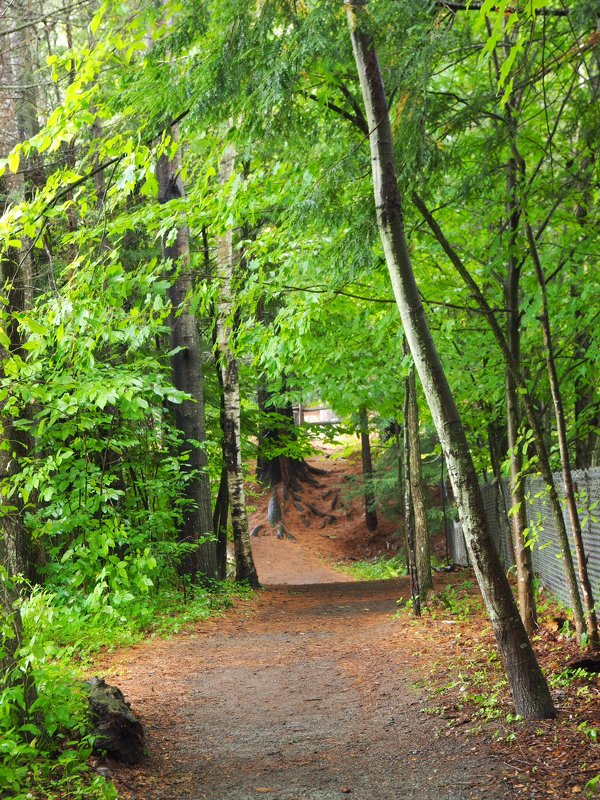 Прогулка по лесу, штат Вермонт - Vadim Raskin