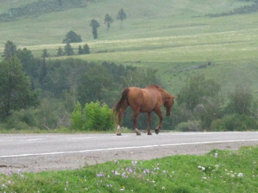 ... - Лариса Гуляева