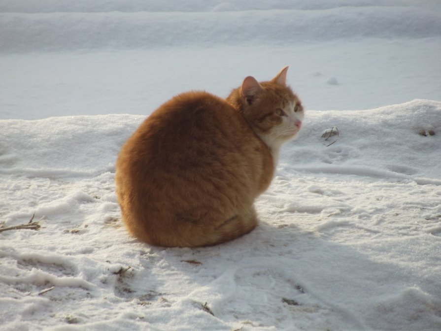 Кот на морозе - Дмитрий Кольцов