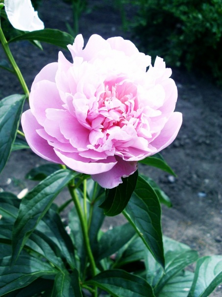 Нежный цветок - Анастасия Смолина
