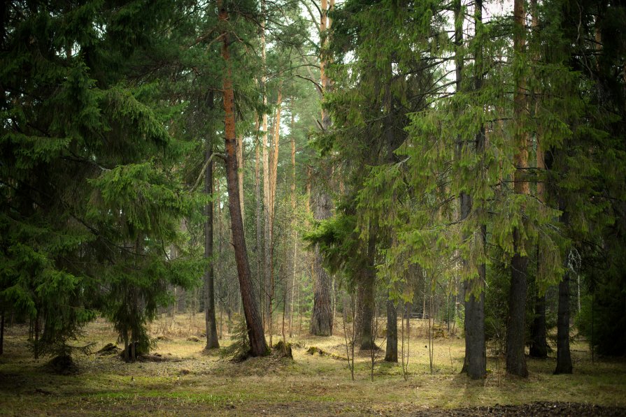 Волшебный лес - Наталья Денисова