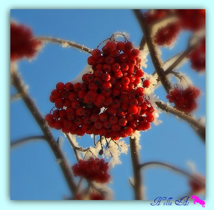 сердце снежной королевы - Елена Баландина