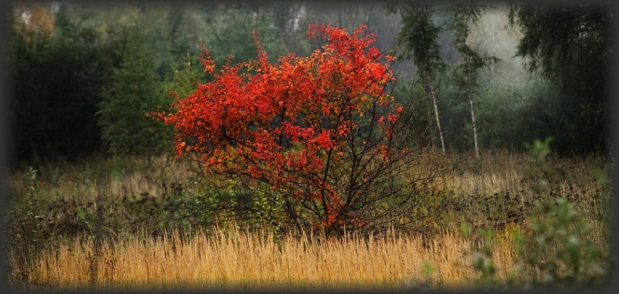 Lovely colors - Владимир Овчаров