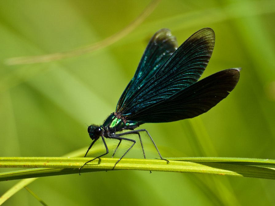 Dragonfly - Сергей Куликов