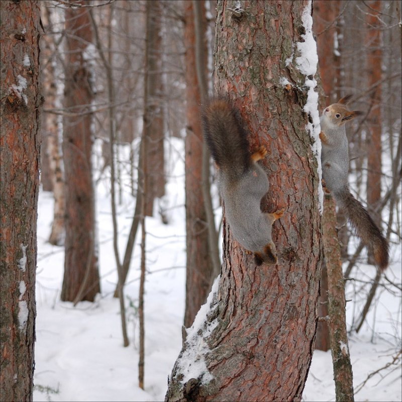 Догонялки в лесу... - Андрей Воробьев