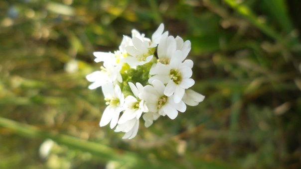 Цветок - Vika Kleinos