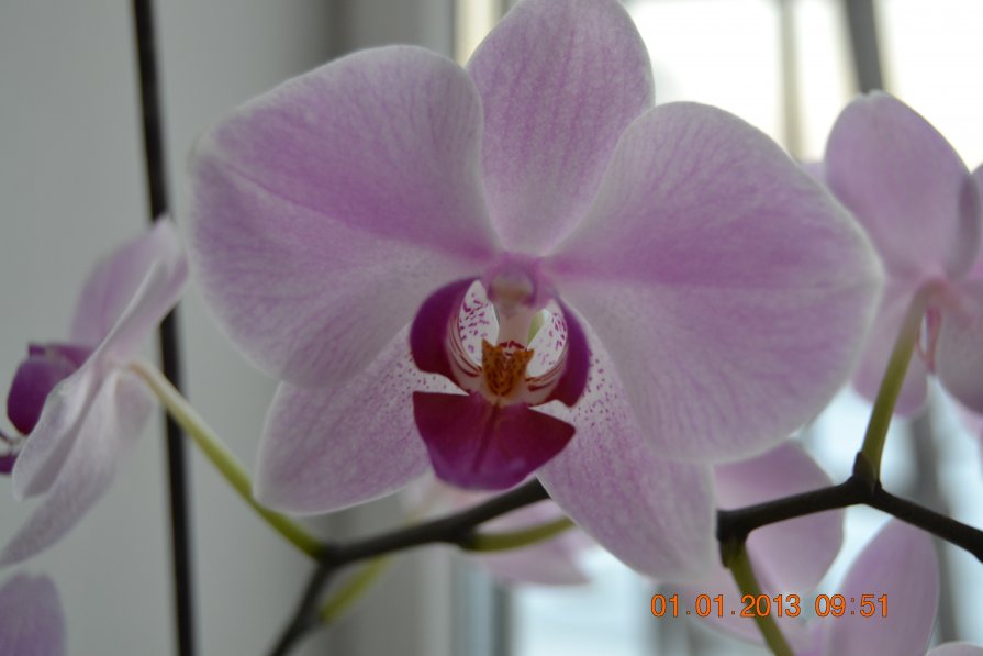 орхидея - Настя Малышенко