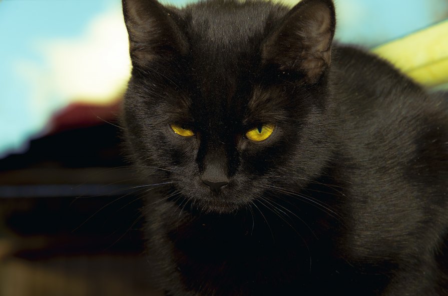 Как обидно быть черным котом... - Александр Барышев