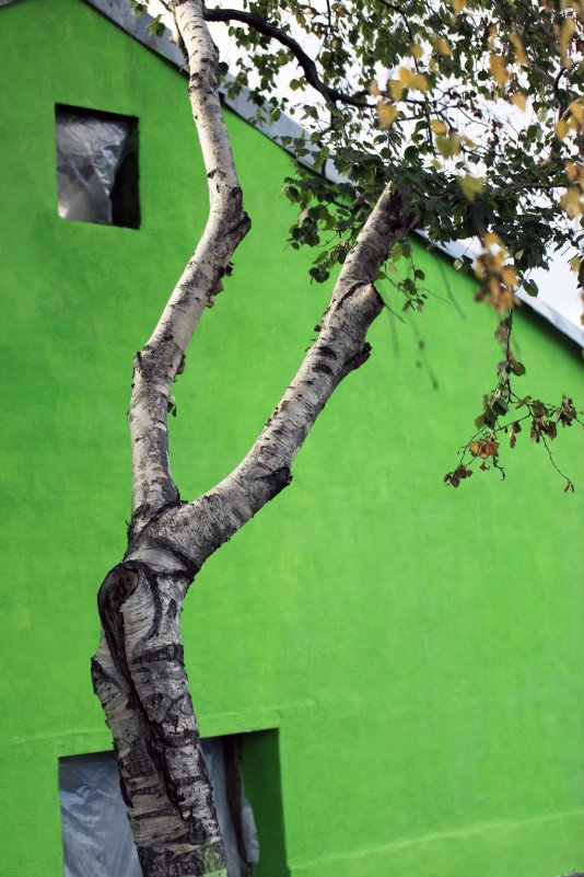 Желтеющая берёза на фоне зелёной стены - Владимир Немцев