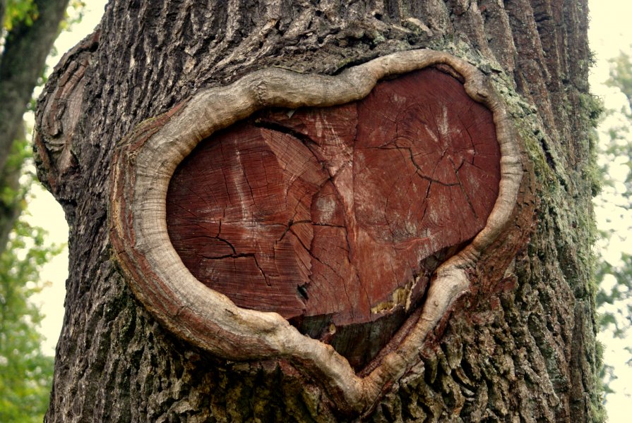 Сердце в дереве - Александр Жабров