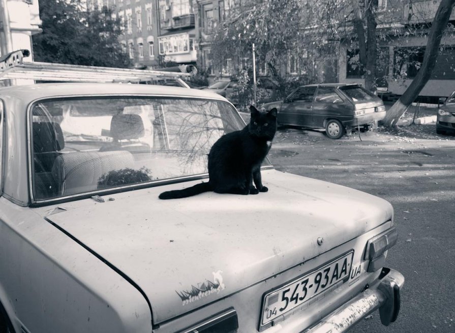 Кот и машина - Marina Kutsenko
