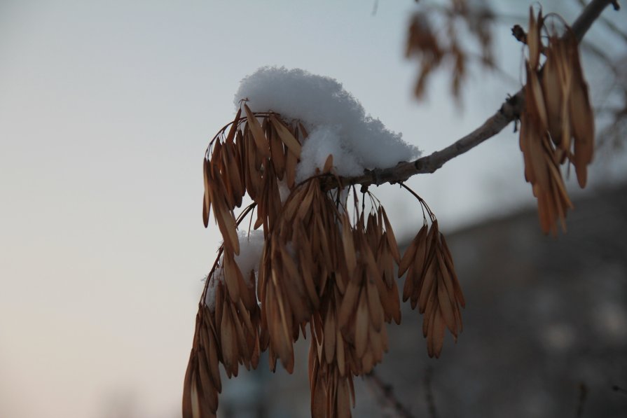 вот январь уж на дворе, а снег только только выпал - Альбина Еликова