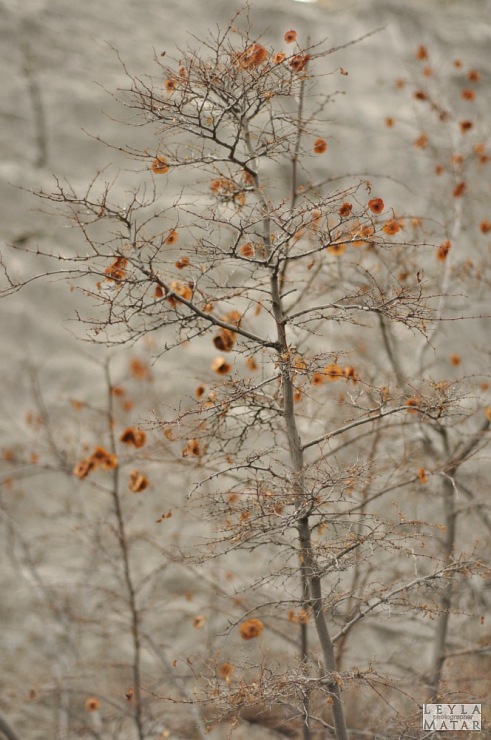 Просто зимняя растительность Симеиза - Лейла Матар