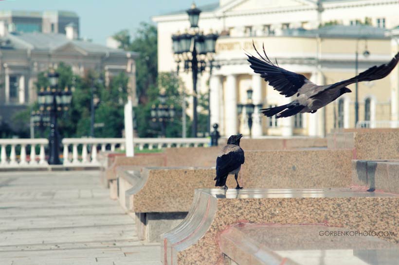 Два ворона - Сергей Горбенко