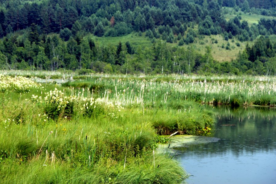 Лето - Наталья Матонина