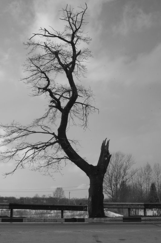 Старое дерево - Анна Фабульян