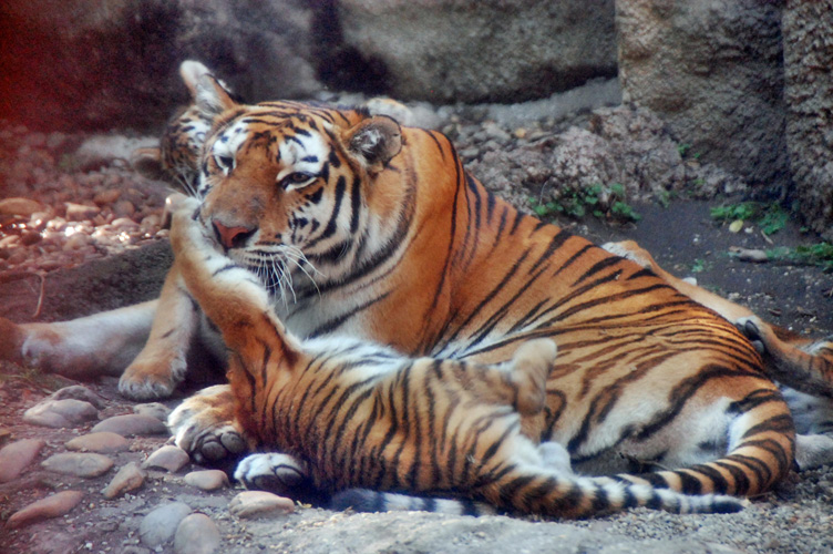 Тигрица с тремя тигрятами - Марина Витушкина