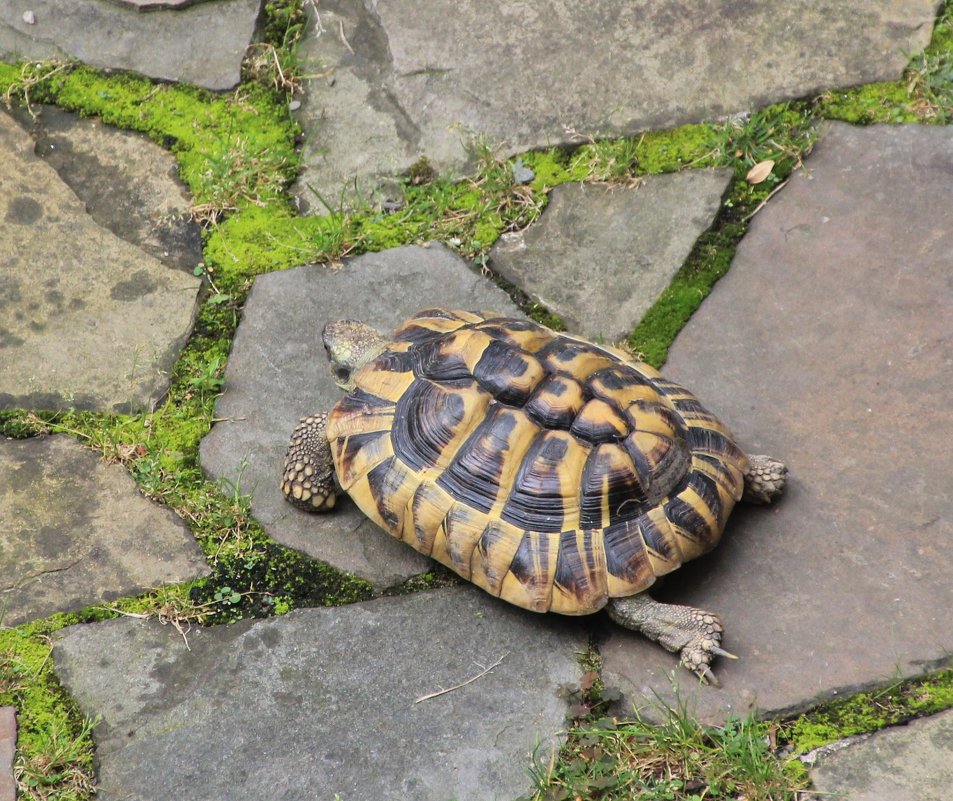 черепаха - Olga 