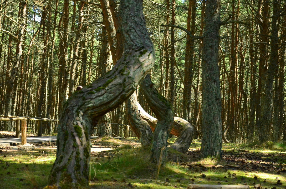 танцующий лес - Константин 