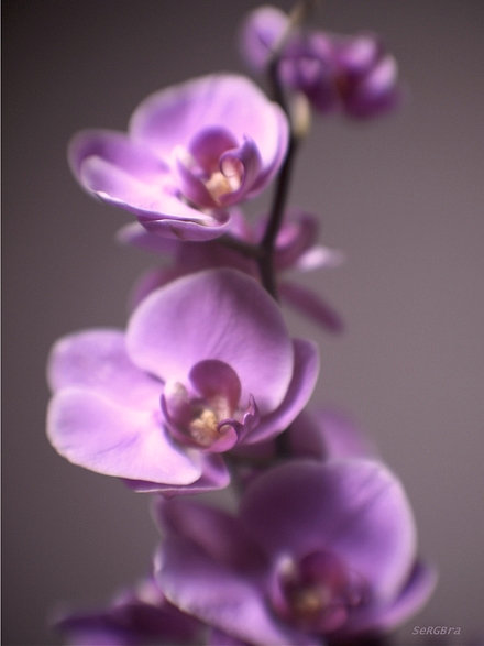 орхидея - Sergey Emelyanov
