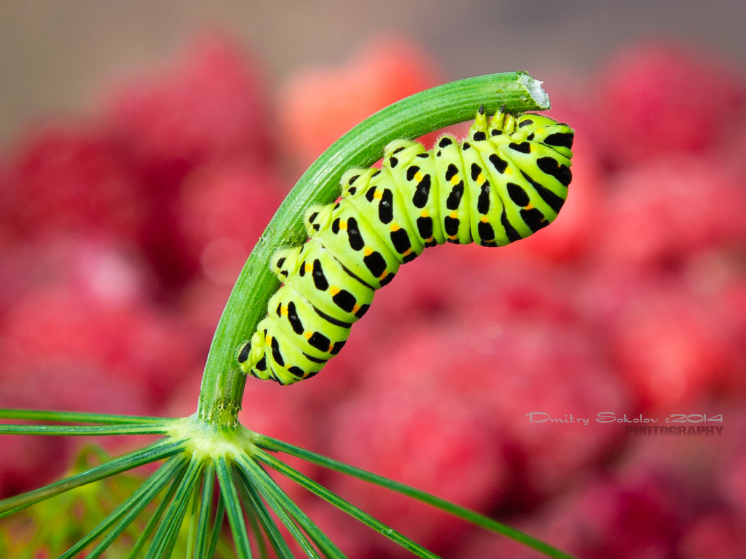 Papilio machaon - Дмитрий Соколов