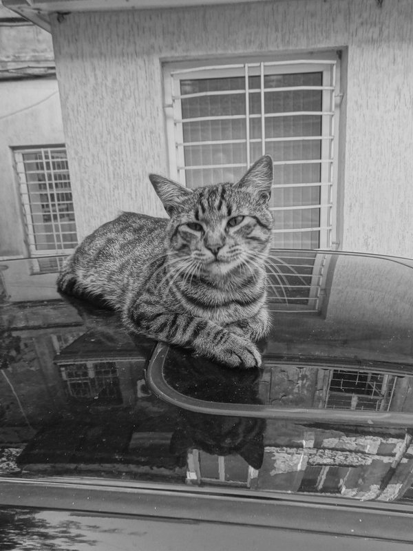 Кот на крыше автомобиля. - Андрeй Владимир-Молодой