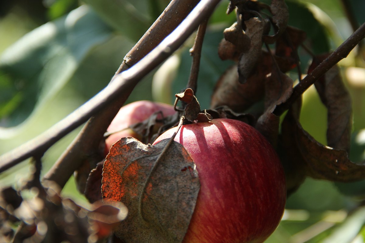Олечкины яблочки - Irina BlueSable