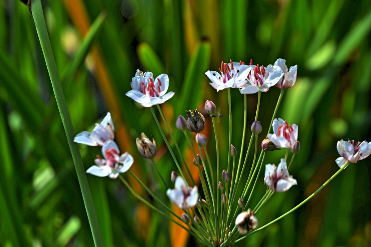 Озерные цветы - Agnivarshi Малтыз