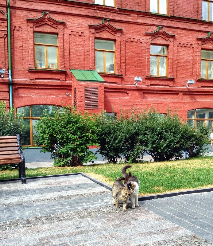 Московские котики, живут возле Красной площади - Ирина Бирюкова