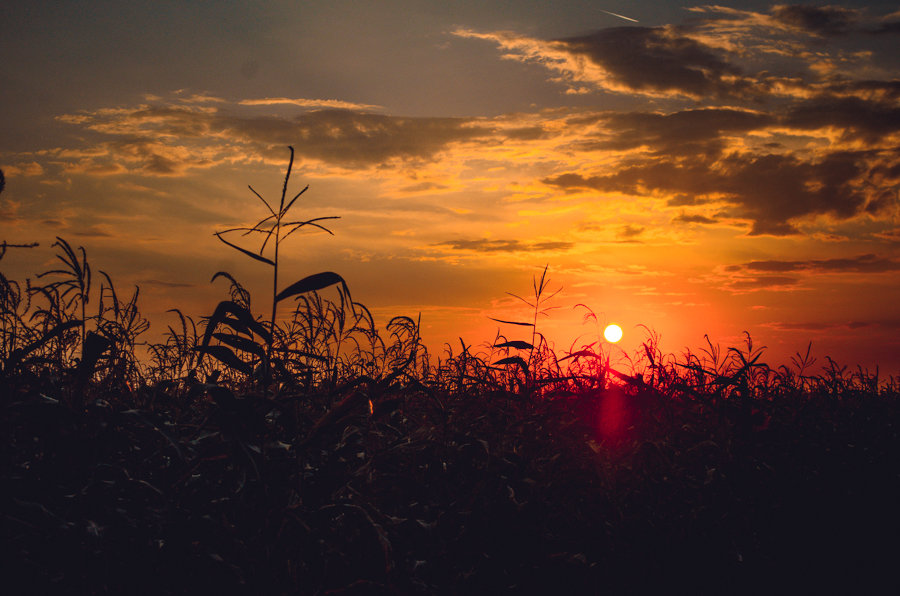 закат в кукурузном поле - Наталья Макарова