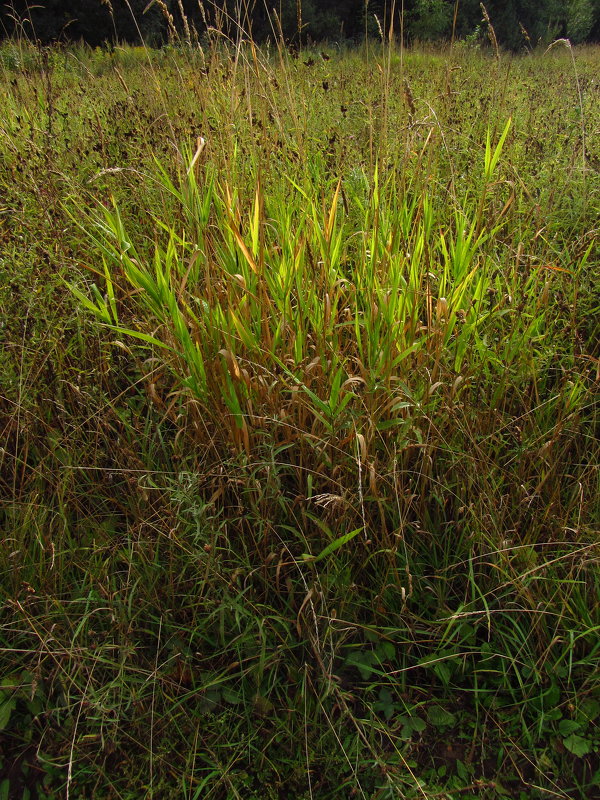 Пучок травы, освещенный солнцем IMG_6743 - Андрей Лукьянов