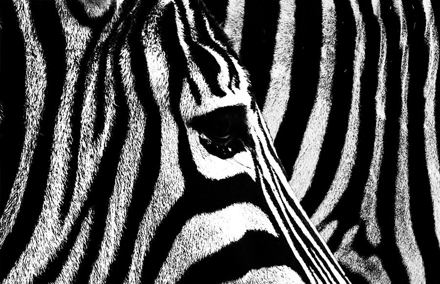 zebra - Slava Hamamoto