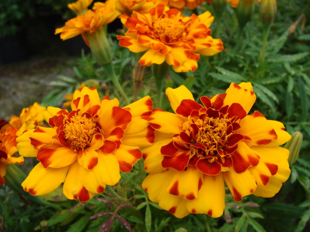 Tagetes - laana laadas